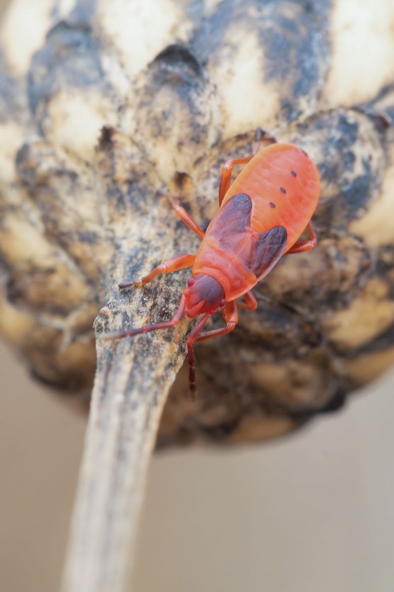 Pyrrhocoridae - Pyrrhocoris apterus